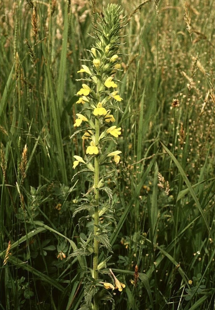Yellow Bartsia