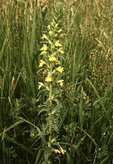 Yellow Bartsia