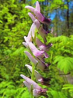 Corydalis Species, Curvepod Fumewort