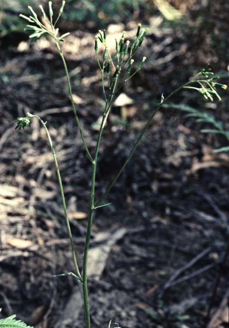 Senecio Species, Narrow Groundsel, Slender Fireweed