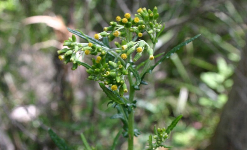 Erechtites Species, Annual Fireweed