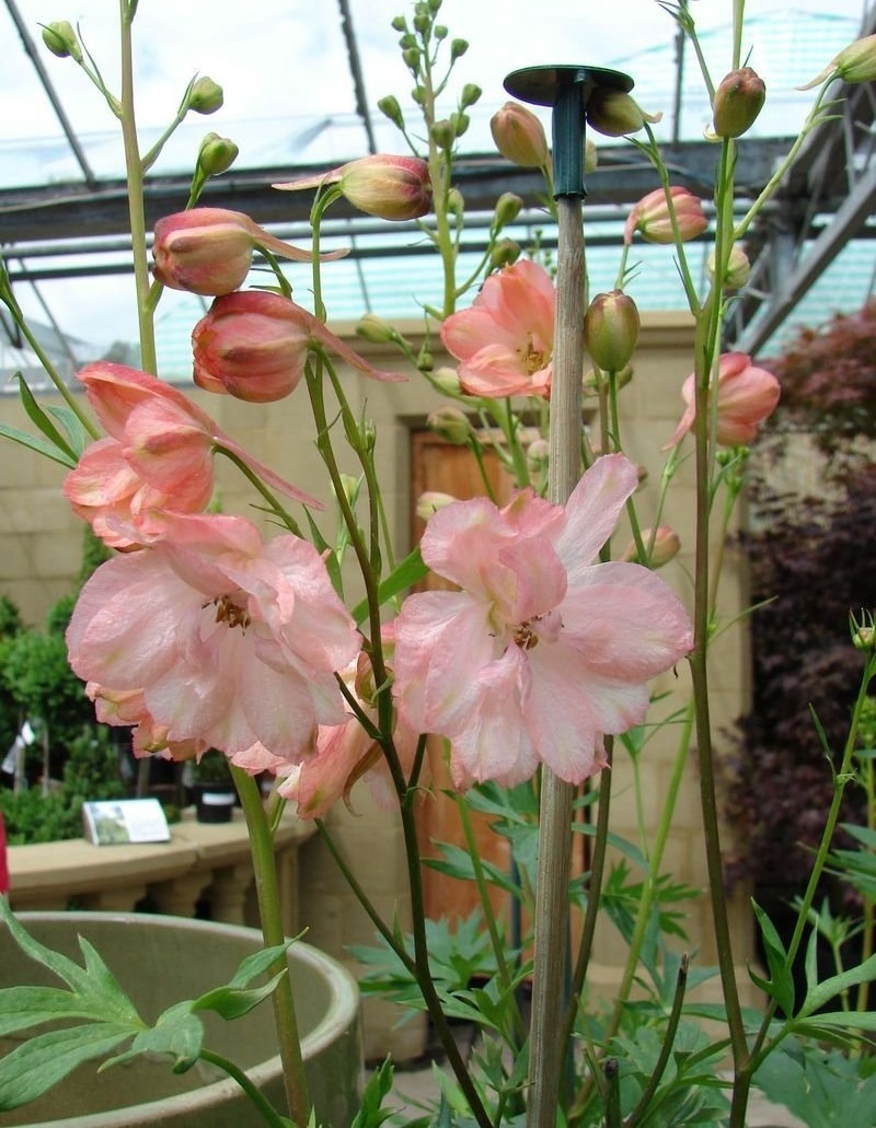 Delphinium, Candle Delphinium, Larkspur Coral Sunset