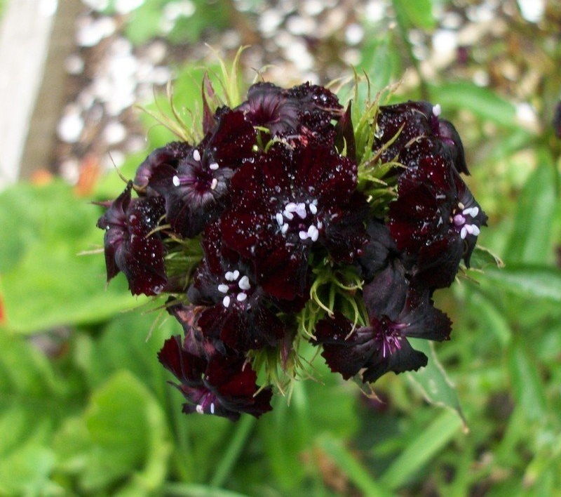 Dianthus, Sweet William Black Adder