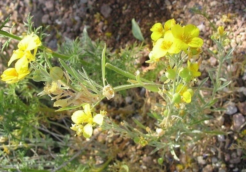 Physaria Species, Gordons Bladderpod