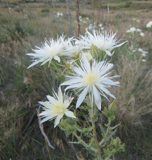 Mentzelia Species, Bractless Blazingstar