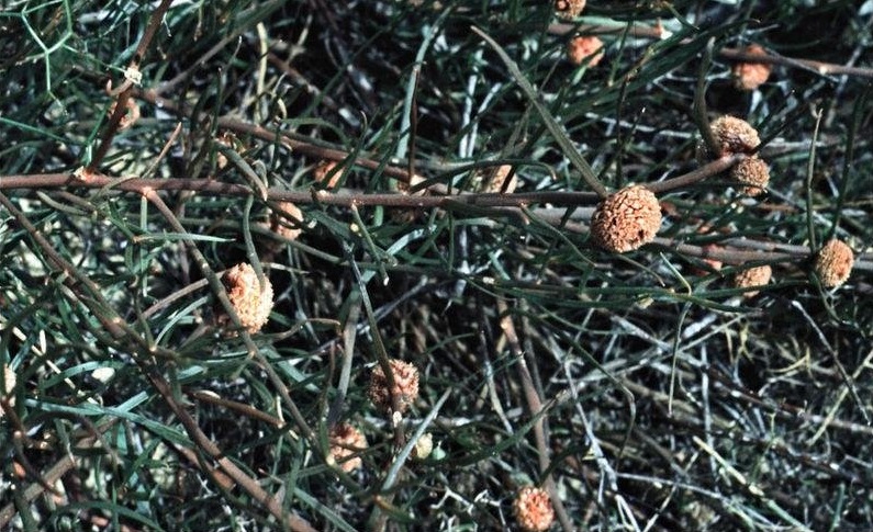 Tersonia Species, Button Creeper