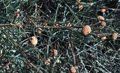 Tersonia Species, Button Creeper