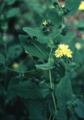 Youngia