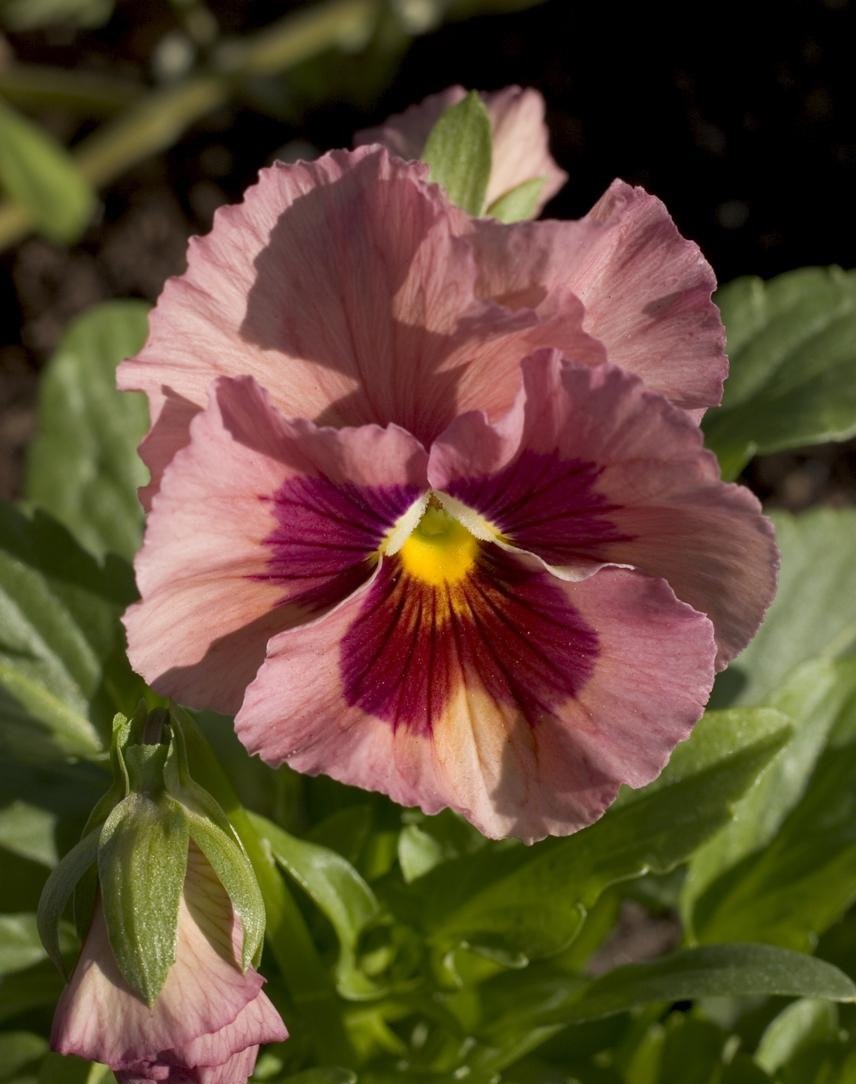 Viola, Garden Pansy, Pansy Mariposa Peach Shades