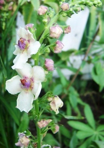 Verbascum, Hybrid Mullein, Ornamental Mullein Raspberry Ripple