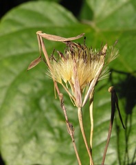 Yerba Porosa