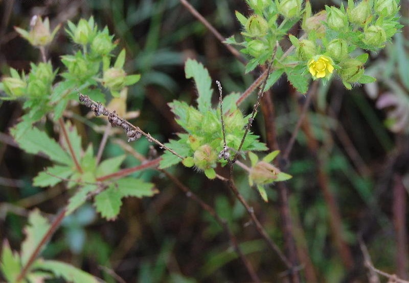 Potentilla Species, Rough Cinquefoil, Ternate-Leaved Cinquefoil, Norwegian Cinquefoil