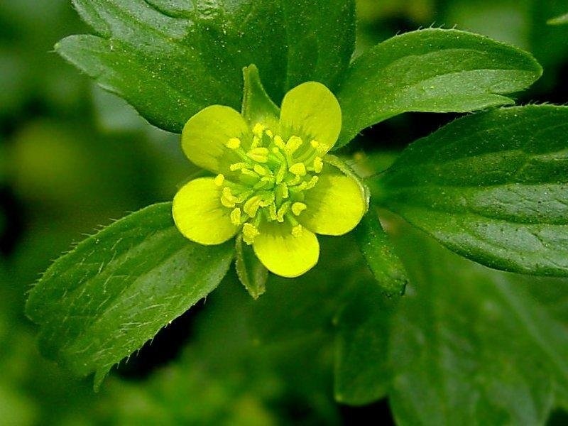 Ranunculus Species, Pricklefruit Buttercup, Rough-Seed Buttercup, Spinyfruit Buttercup