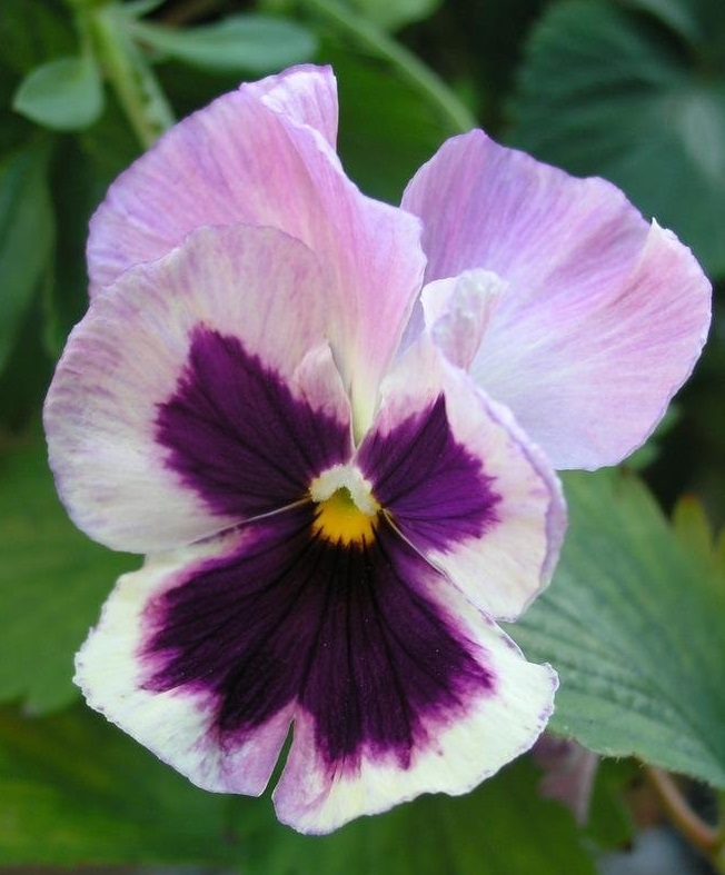 Viola, Garden Pansy, Pansy Light Strawberry Sundae