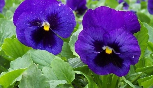 Viola, Garden Pansy, Pansy Colossus Blue W/Blotch