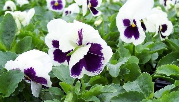 Viola, Garden Pansy, Pansy Colossus White W/Blotch