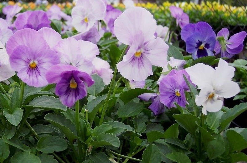 Viola, Garden Pansy, Pansy Supreme Lavender Shades