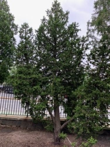 White Cedar, Eastern Arborvitae, American Arborvitae Gracilis