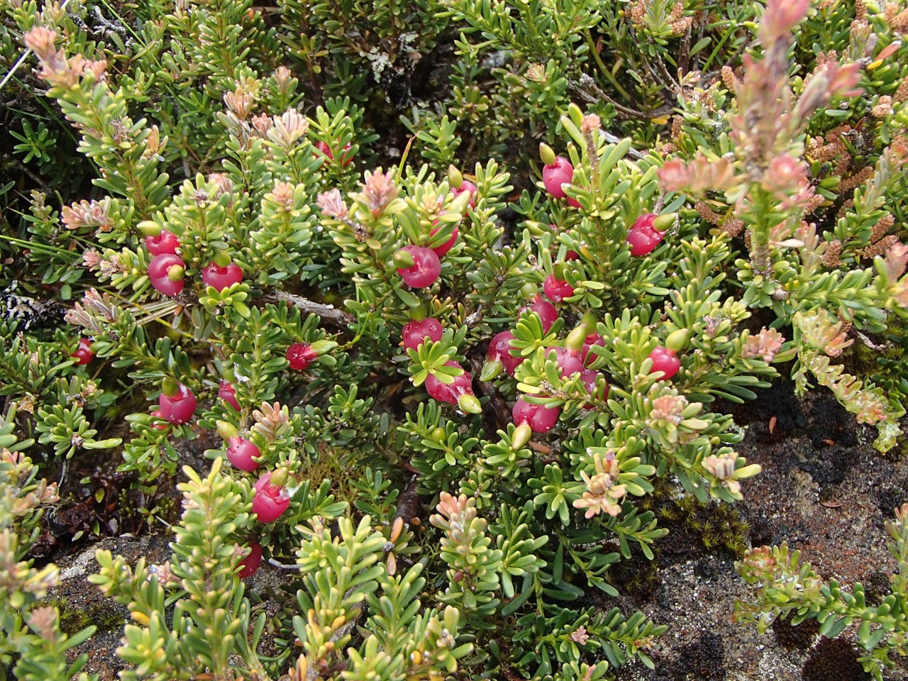 Mountain Plum Pine
