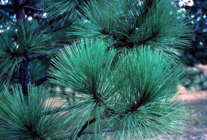 Apache Pine Dwarf Form