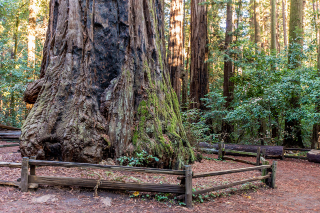 Sequoia, Coast Redwood, San Cruz Redwood Santa Cruz