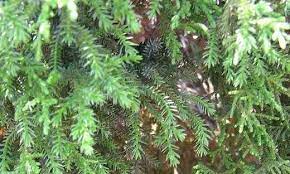 African Pencil Cedar, African Juniper