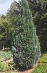 Lawson False Cypress, Port Orford Cedar 'Alumii'