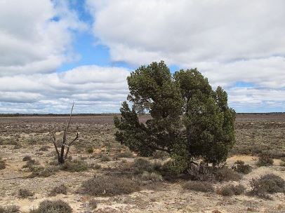 Scrubby Cypress Pine