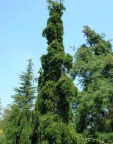 European Silver Fir, Swiss Pine