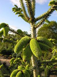 Algerian Fir