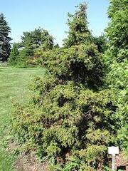 Hinoki False Cypress 'Torulosa'