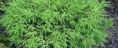 Sawara False Cypress, Boulevard Cypress, Blue Moss Cypress 'Vintage Gold'