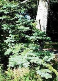 Pacific Silver Fir, Red Fir, Beautiful Fir