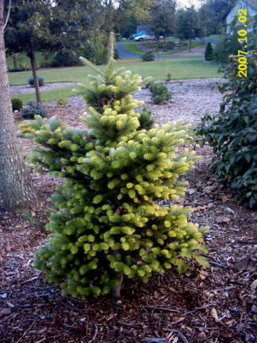 Abies, Golden Korean Fir Aurea