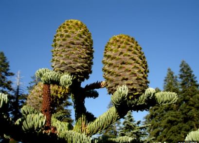 Shasta Red Fir