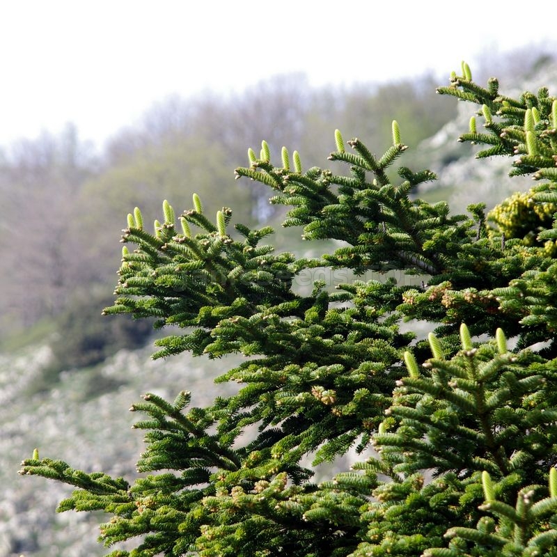 Sicilian Fir