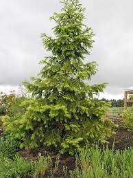 West Himalayan Fir