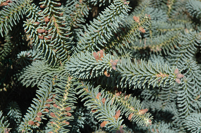 Spanish Fir, Blue Spanish Fir Glauca