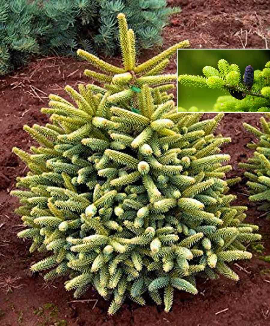 Spanish Fir, Golden Spanish Fir Aurea