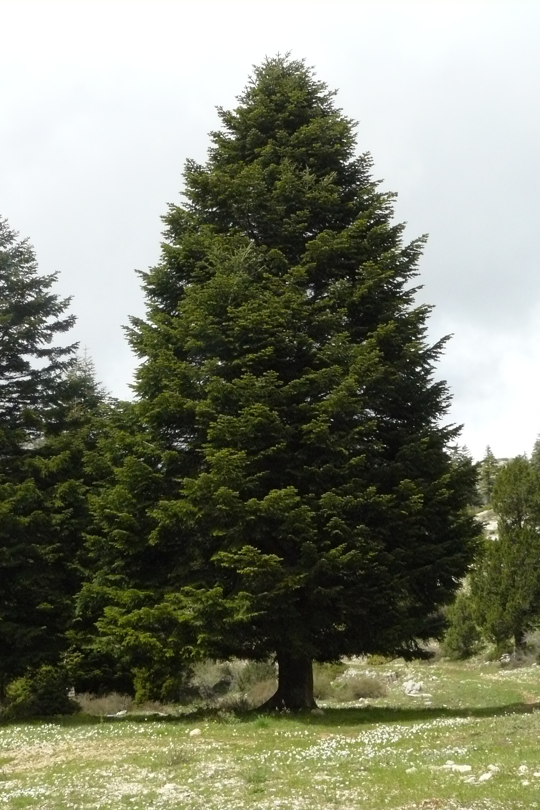 Cilica Fir