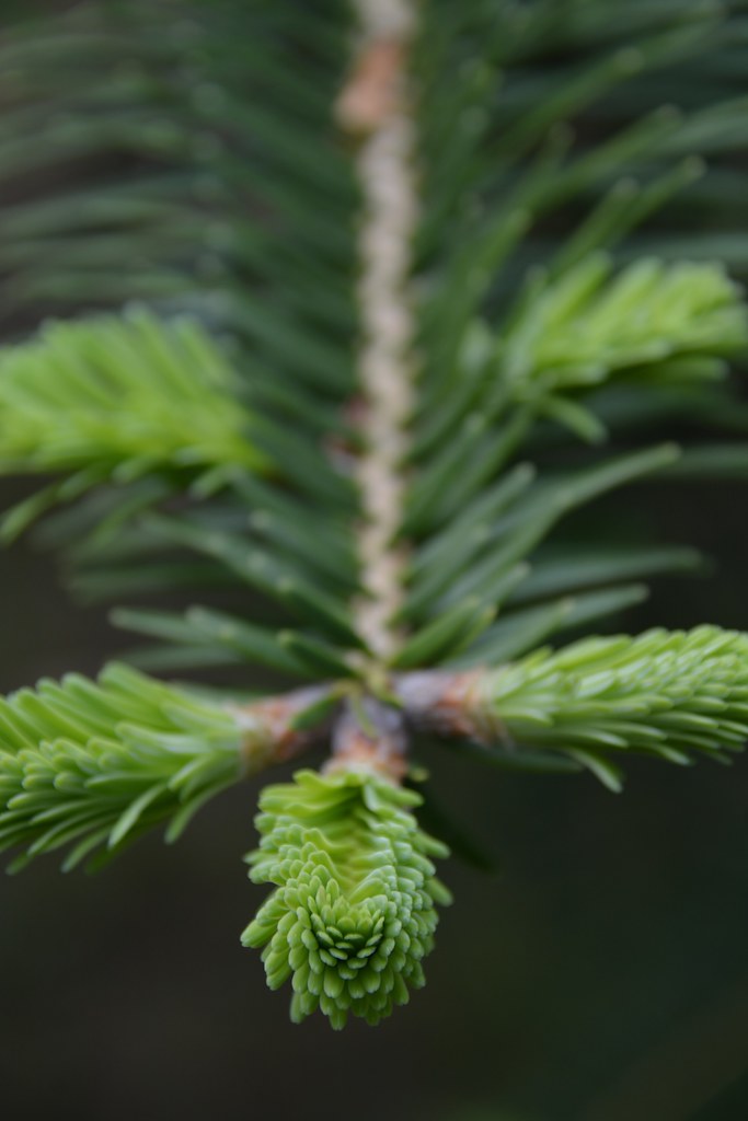Chien-lu Fir
