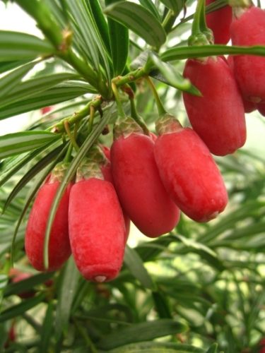 Chinese Flowering Yew, Catkin Yew