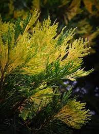 Calocedrus, Bastard Cedar, Incense Cedar, White Cedar Aureo-variegata