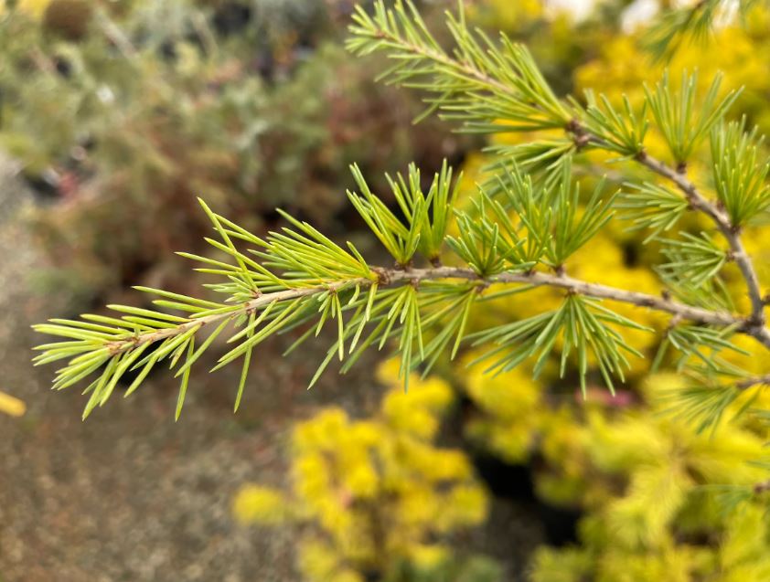 Deodar Cedar, Himalayan Cedar Descanso Dwarf