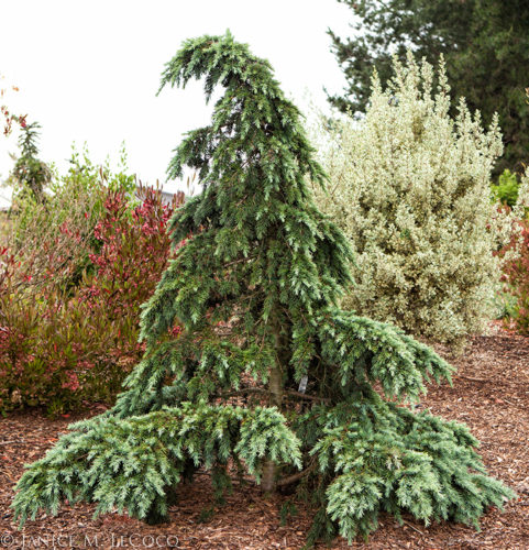 Deodar Cedar, Himalayan Cedar Devinely Blue