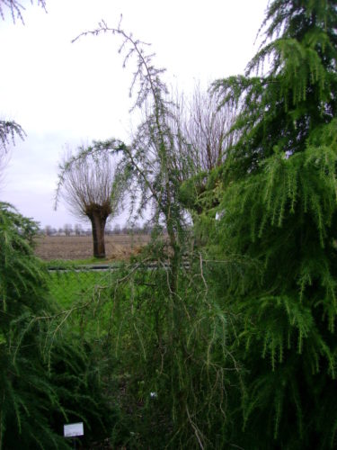 Deodar Cedar, Himalayan Cedar Twisted Growth