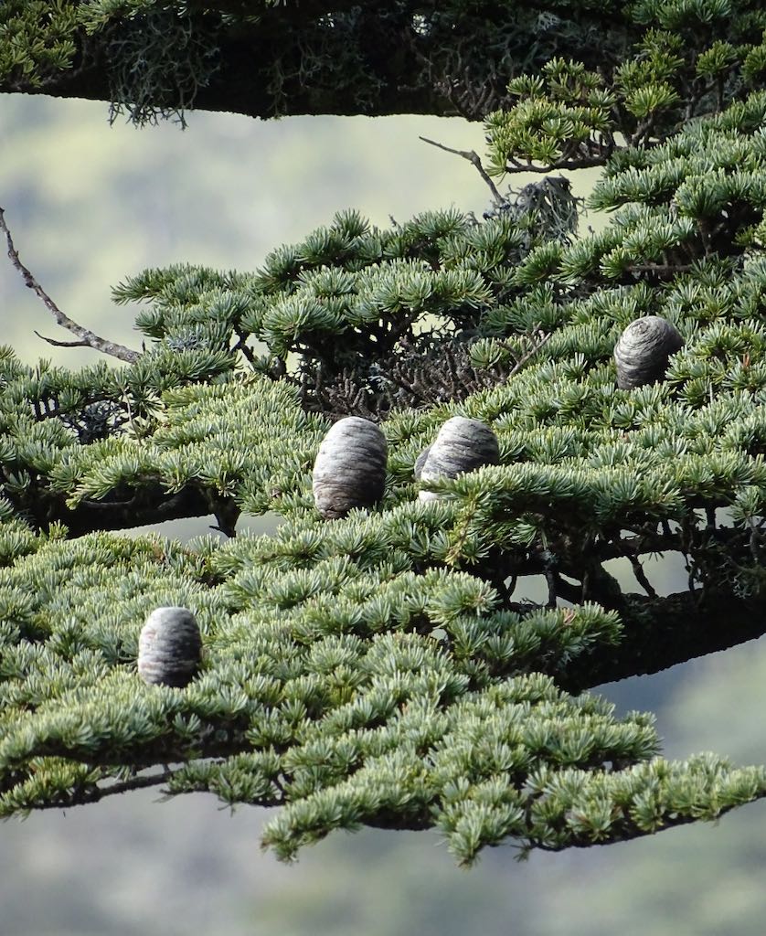 Cyprus Cedar Epsteinianum