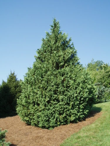 Alaska Cedar, Nootka False Cypress, Nootka Cypress Glauca Compacta