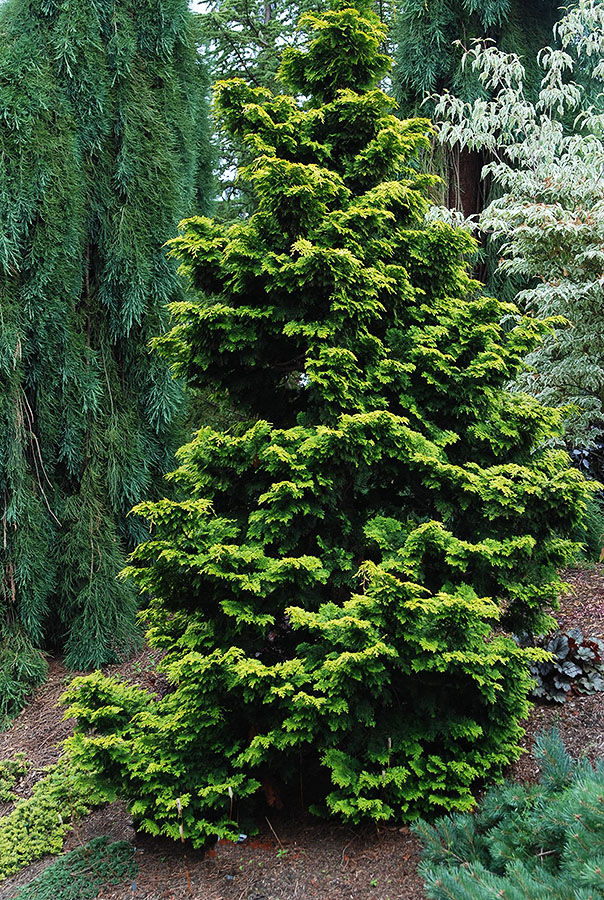 Hinoki False Cypress Confucius
