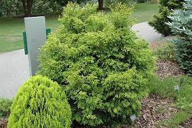 Hinoki False Cypress Lemon Twist